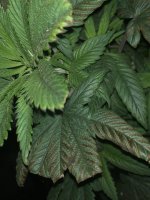 IMG_6581.jpeg