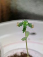 IMG_20200906_131203.jpg