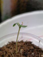 IMG_20200906_131208.jpg