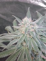 IMG_20200906_004941104.jpg