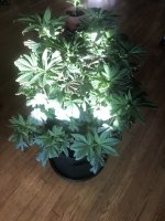 IMG_6734.jpeg