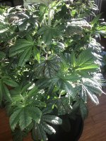 IMG_6740.jpeg