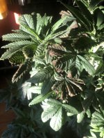 IMG_6735.jpeg