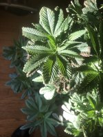 IMG_6736.jpeg
