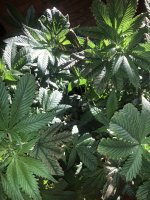 IMG_6737.jpeg