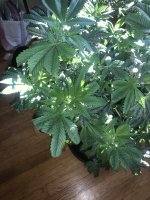 IMG_6739.jpeg