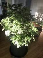 IMG_6741.jpeg
