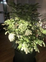 IMG_6742.jpeg