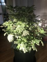 IMG_6743.jpeg