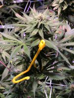 IMG_6751.jpeg