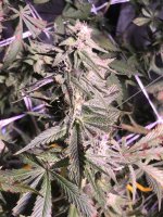 IMG_6753.jpeg