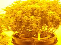 IMG_20200907_164118.jpg