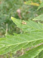 IMG_20200910_160317708.jpg