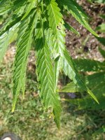 IMG_20200910_160755473.jpg