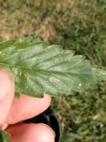 IMG_20200910_160737366.jpg