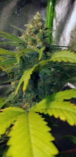 Seedsman Cheese 8551PHD10142020.jpg