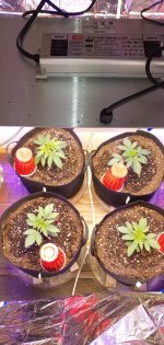 photo118398.jpg