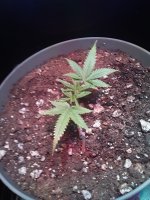 20200914_080329.jpg