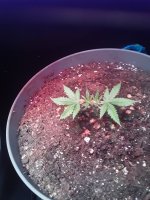 20200914_080332.jpg