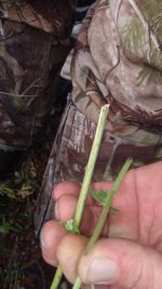 IMG_20200908_175500706.jpg