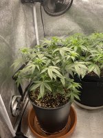 photo118449.jpg
