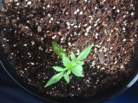 1452F631-03CA-4315-B732-4D57C368AB63.jpeg