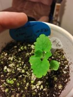 tiny pot 1.jpg