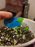 tiny pot.jpg