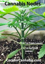 Cannabis-Nodes.jpg