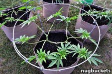 pruned-for-16-nugbuckets-sm.jpg