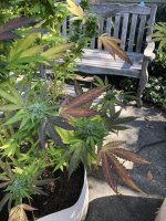IMG_0770.jpeg