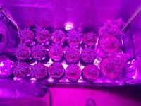 IMG_20200923_141054081.jpg