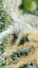 2020_09_27_13_06_35_682.png.jpg