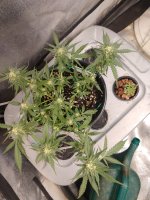 IMG_20200930_215409294.jpg