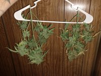 IMG_20200930_205012811.jpg