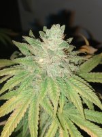 IMG_20200930_233202765.jpg