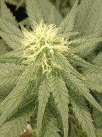 IMG_20200925_230508778.jpg