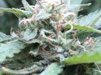 IMG_2457.jpeg