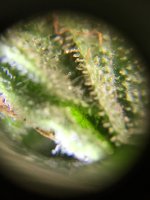 IMG_2455.jpeg