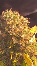 20201003_185307.jpg