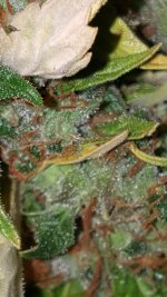 20201003_185334.jpg
