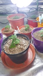 20201003_184825.jpg
