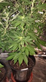 20201003_185053.jpg