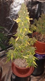 20201003_185258.jpg