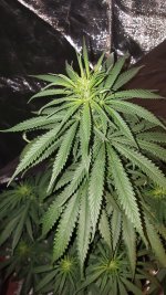 20201003_185154.jpg