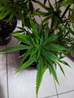 PXL_20201008_123450229.jpg