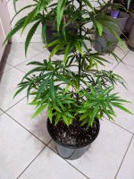 PXL_20201008_123506823.jpg