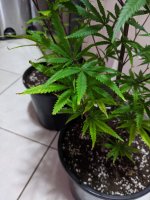 PXL_20201008_123444377.jpg