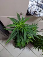 PXL_20201008_123409832.jpg