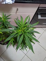 PXL_20201008_123405674.jpg